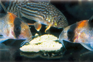 魚は小麦粉を消化できない?