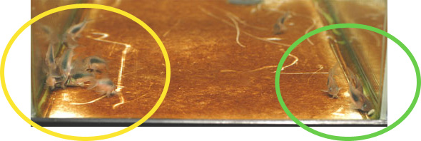 コリドラス水槽